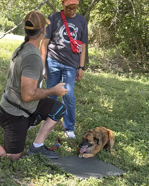 Reggie holding attentive eye contact with his handler during a session