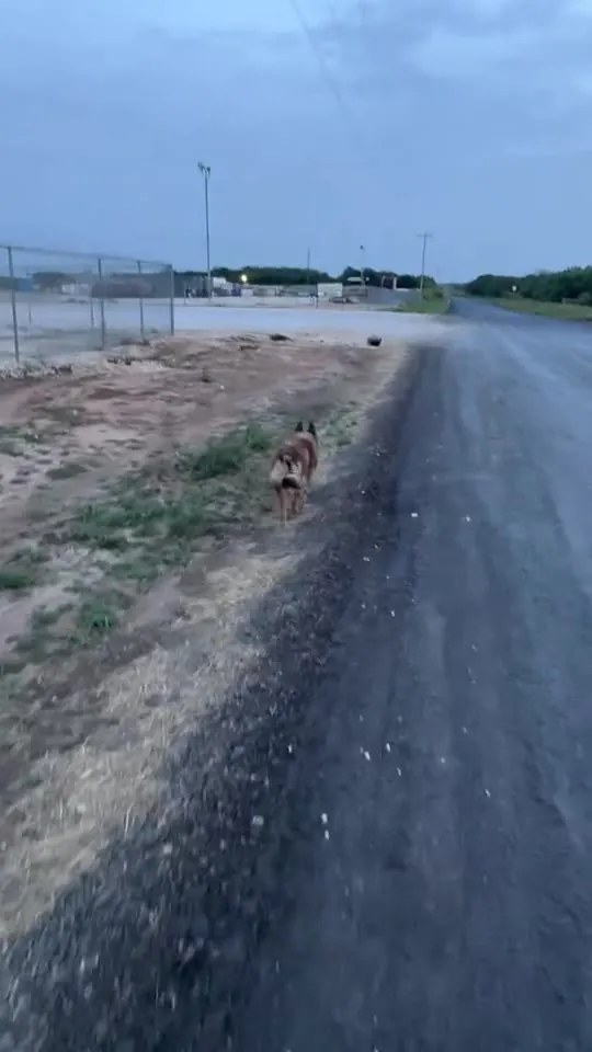 A German Shepherd working off-leash on a dirt road at dusk