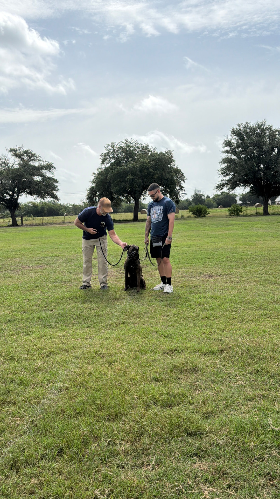 Gia, a brindle dog, holding a sit-stay in a grassy field with her handler