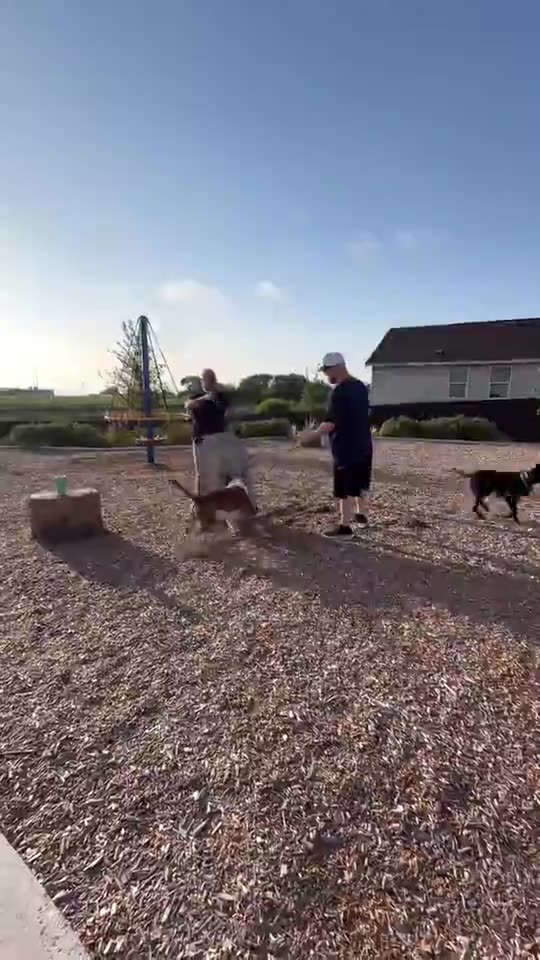A reactive dog on leash at the start of a training session, before settling