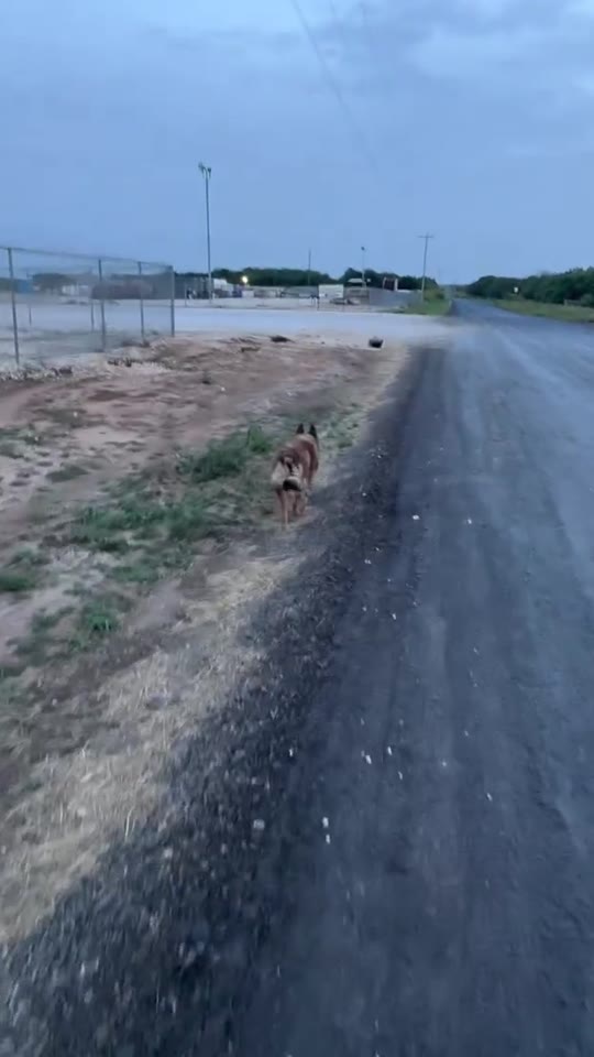 A German Shepherd working off-leash on a dirt road at dusk