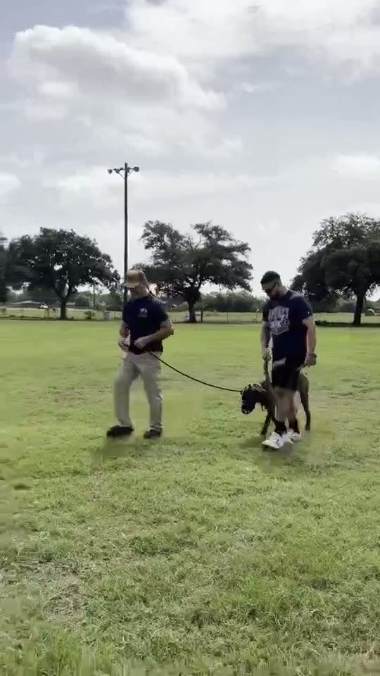 A dog walking on a loose leash beside two handlers in an open field