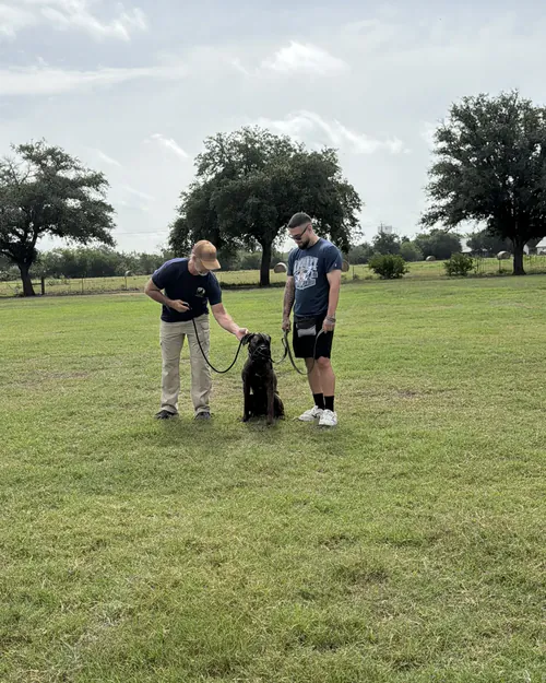 Gia, a brindle dog, holding a sit-stay in a grassy field with her handler