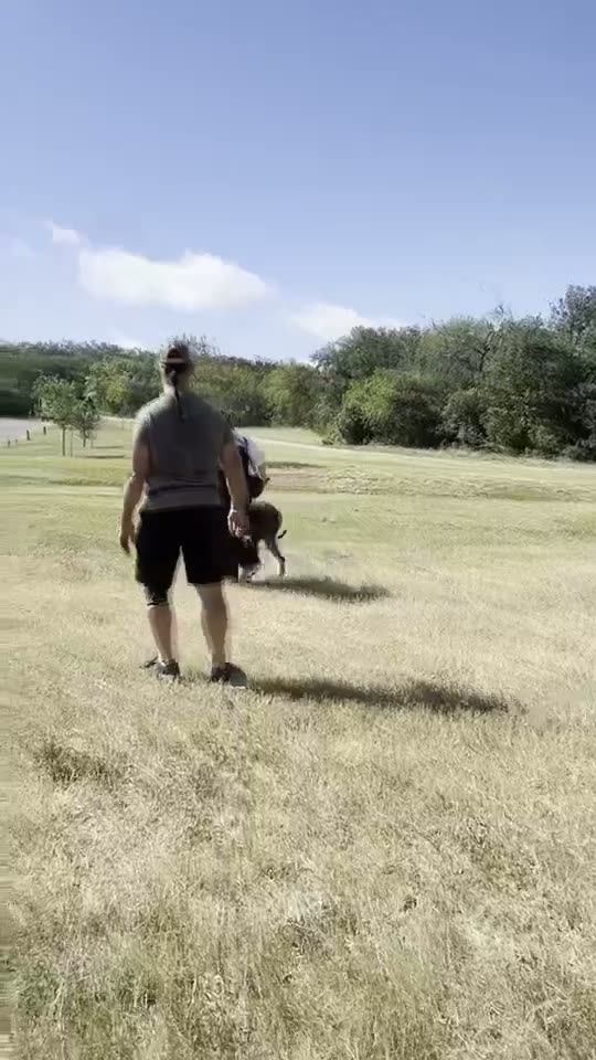Brutus recalling across an open field to his handler