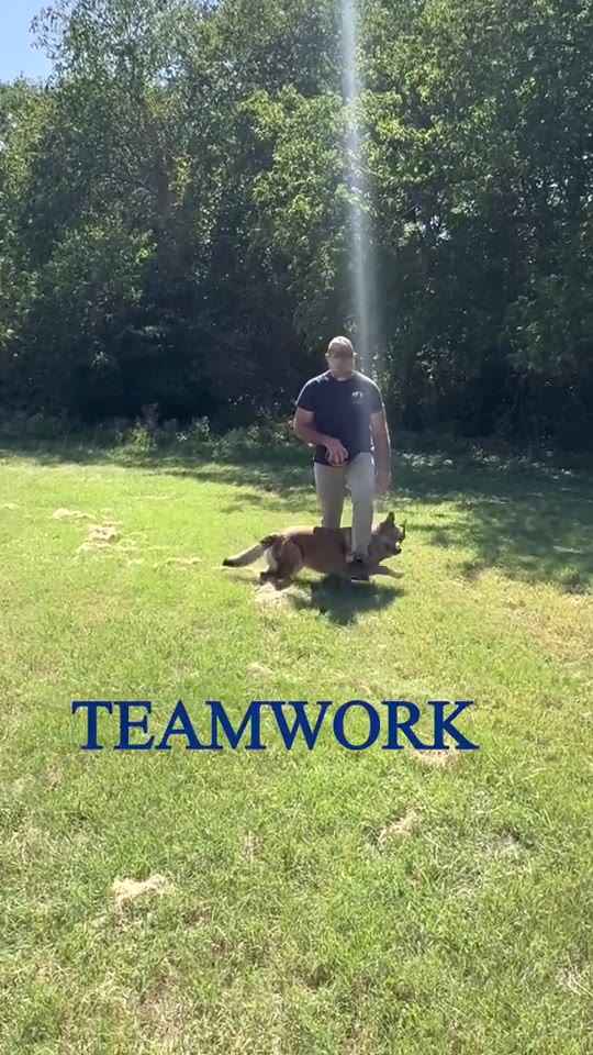 A German Shepherd heeling beside its handler in a grassy field