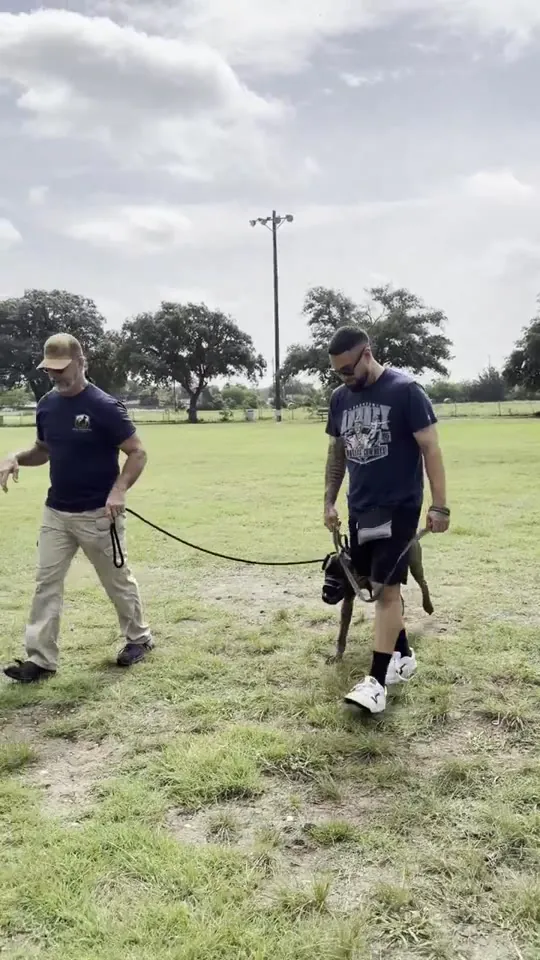 A dog walking on a loose leash between two handlers in an open field
