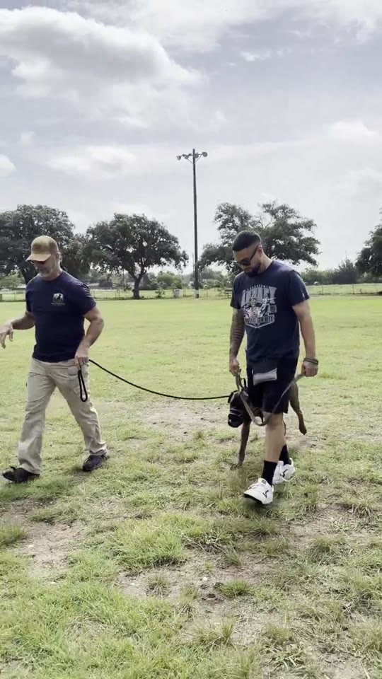 A dog walking on a loose leash between two handlers in an open field